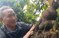 Video: Vườn mai bonsai tiền tỉ của nghệ nhân đất võ
