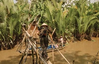 Đường xuân vạn lý phương Nam