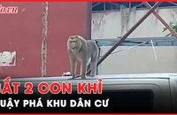 Bắt 2 con khỉ quậy phá người dân ở Hóc Môn và quận 12