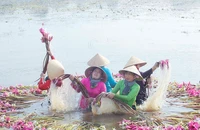 Mãn nhãn hoa súng mùa nước nổi ở Long An