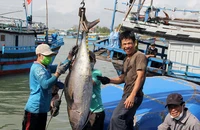 ‘Chạy đua’ gỡ thẻ vàng, giúp ngư dân an tâm vươn khơi