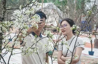 Người dân Hà Nội chơi hoa lê rừng sau tết