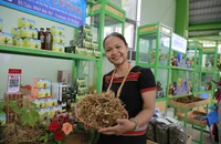 Hình thành Trung tâm công nghiệp và dược liệu tại Quảng Nam, sâm Ngọc Linh là cây chủ lực