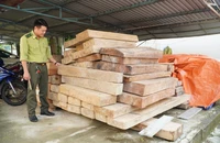 Gỗ chưa rõ nguồn gốc trên đất của Trưởng phòng Nội vụ huyện Phước Sơn bị kiểm lâm thu giữ. Ảnh: TN