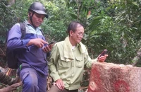 Công an đang xác minh, điều tra vụ phá rừng làm đường dây điện 110kV. Ảnh: CTV