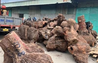 Cảnh sát bắt 5 xe đầu kéo vận chuyển trái phép gần 250.000 m3 gỗ xá xị. Ảnh: CA