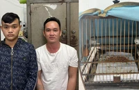 Vinh và Bình cùng nhau thực hiện vụ cướp giật lồng chim chào mào xảy ra trên địa bàn huyện Duy Xuyên. Ảnh: CA