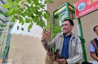 Tri thức dân gian Sâm Ngọc Linh được công nhận là di sản văn hoá phi vật thể