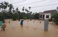 Mưa lũ làm 725 nhà ngập, gần 16.000ha lúa ở Quảng Nam nguy cơ mất trắng