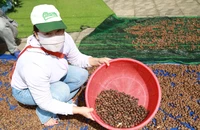 Người dân miền núi vào rừng nhặt ươi bay, kiếm tiền triệu