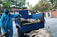1 phường ở Đà Nẵng bùng phát dịch tả heo châu Phi