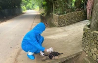 Chó dại cắn nhiều người ở TP Đà Nẵng đã bị con chó khác cắn chết.