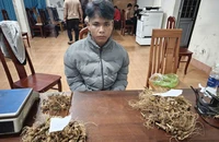 3 thanh niên từ Quảng Ngãi ra Đà Nẵng trộm 300 cây sâm Ngọc Linh