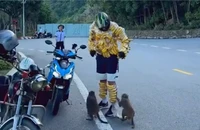 Du khách treo chuối quanh người lên bán đảo Sơn Trà để cho khỉ ăn. Ảnh: TN