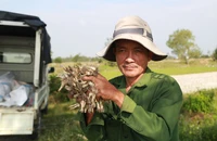 Nông dân bỏ túi tiền triệu nhờ củ kiệu. Ảnh: Thanh Nhật