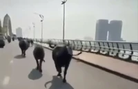 Đàn trâu chạy qua cầu Rồng.