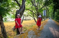 Hoa giáng hương ấn phủ vàng phố phường Đà Nẵng