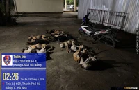 13 con chó đã chết. Ảnh: CA