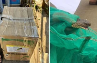 Đang vận chuyển 2 con rắn nghi hổ mang chúa thì bị bắt 