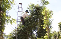 Thu hoạch 'vàng đen' nhiều nguy hiểm, chủ vườn hồ tiêu khó kiếm nhân công
