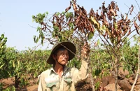 Đắk Nông đề xuất xây mới 10 công trình thủy lợi để phòng chống hạn hán