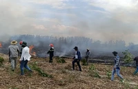 Đám cháy trong đêm thiêu rụi hàng chục ha rừng và mía lưu gốc
