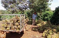 Sầu riêng rụng la liệt sau giông lốc, nông dân mất tiền tỉ
