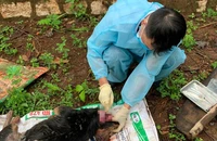 Bị chó nghi mắc bệnh dại cắn nhưng người đàn ông chưa chịu đi tiêm phòng