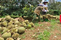 Vợ chồng trẻ bật khóc vì mất trắng hàng tấn sầu riêng sau giông lốc