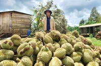 Hơn 100 tấn sầu riêng rụng sau giông lốc, chính quyền tìm cách hỗ trợ dân
