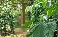 Người đàn ông không mặc quần áo, tử vong bên gốc sầu riêng