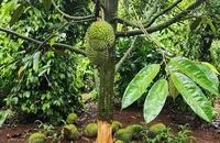 Công an truy tìm thủ phạm gây ra 2 vụ phá hoại sầu riêng ở Đắk Lắk