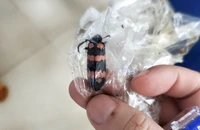 Ăn sâu ban miêu, một thanh niên ở Gia Lai tử vong