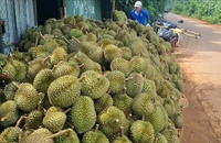 Đắk Lắk: Nông dân trồng sầu riêng đối diện mùa vụ thất thu vì...mưa