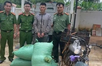 Mang cà phê tươi hái trộm đến bán cho đại lý thì bị bắt