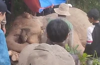 Voi cái chết trong rừng nghi bị voi đực húc trúng