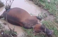 Trâu, bò chết la liệt bên bờ suối sau một đêm mưa lũ