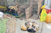 Từ dấu hiệu lạ trong một căn nhà, công an triệt phá nhóm trộm chó liên tỉnh