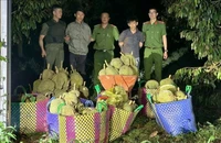 Công an bắt quả tang 2 người lái ô tô trộm 500kg sầu riêng