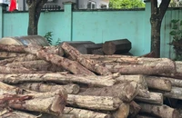 Phát hiện vụ phá rừng phòng hộ cảnh quan ở Đắk Lắk