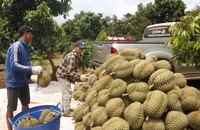 Lý do hàng loạt kho sầu riêng ở Đắk Lắk đóng cửa, ngừng thu mua 