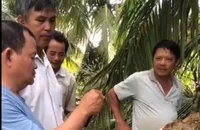 Xác minh thông tin tôn bay cắt đứt ngang cây dừa trong bão số 13 ở Đắk Lắk