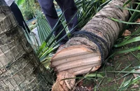 Vụ tôn bay cắt đứt cây dừa vì bão số 13: Người đăng video nói gì?