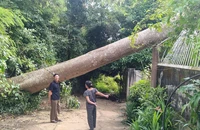 Cổ thụ ở phường Tân Lập bật gốc, đè sập nhà dân ở phường Buôn Ma Thuột