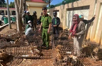 Đắk Lắk: Khởi tố chủ lò mổ và kẻ trộm chó