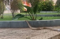 Video rắn hổ trâu lao vào khuôn viên bệnh viện, nhiều người hoảng hốt