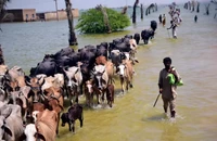 Thảm họa lũ lụt ở Pakistan: Viện trợ hay bồi thường?