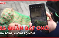 Ra quân bắt chó thả rông, không rọ mõm