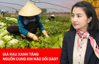 Giá rau xanh tăng ‘chóng mặt’, nguồn cung từ Lâm Đồng khi nào dồi dào trở lại? 