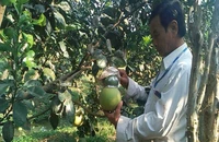 Bưởi Tết tài lộc, dưa hấu thỏi vàng vẫn 'siêu hút khách'